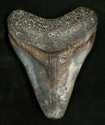 Bargain Megalodon Tooth - Venice, FL #5412